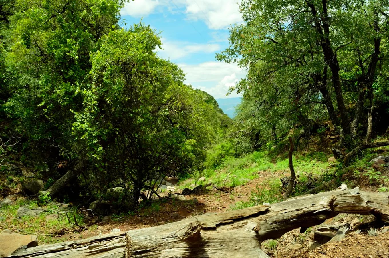 Ejido Aribabi